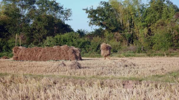 Landwirt Stapelt Heuballen Auf Getrocknetem Feld — Stockvideo