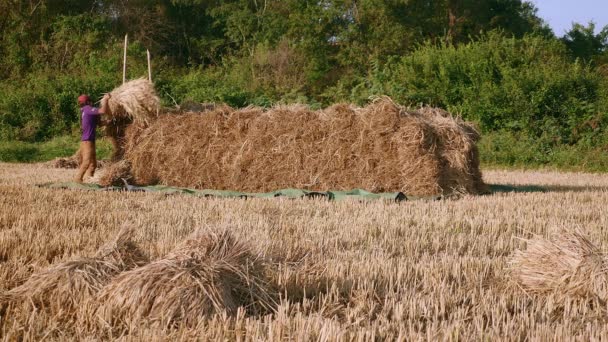 Agricultor Apilando Fardos Heno Campo Seco — Vídeos de Stock