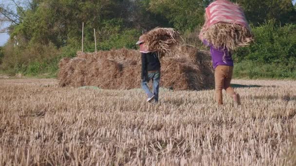 Фермеры Укладывают Тюки Сена Сушеные Поля — стоковое видео