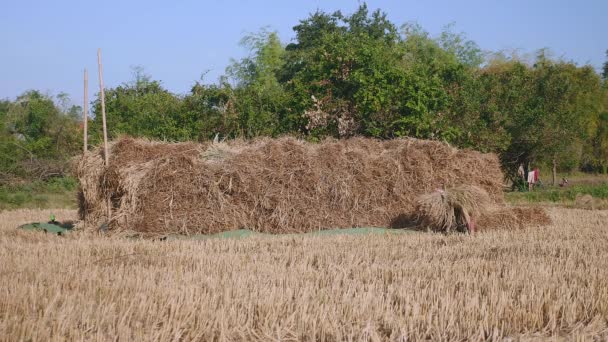 Farmers Stacking Hay Bales Dried Field — Stock Video