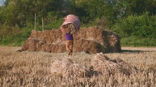 農民の乾燥したフィールドで干し草の俵をスタッキング — ストック動画