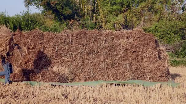 Farmář Naskládání Seno Balíky Sušených Pole Detailní Záběr — Stock video