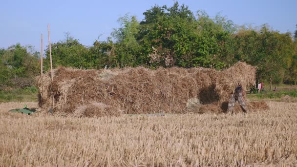 Les agriculteurs empilent des balles de foin dans un champ séché  