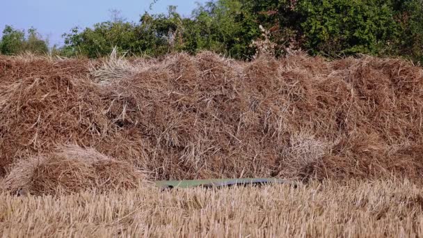 Woman Farmer Stacking Hay Bales Dried Field Close — Stock Video