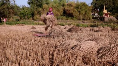 Çiftçi saman demetleri bir hasır üzerinde bir alan içinde kaydırma