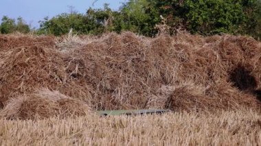 Çiftçiler istifleme saman balya kurutulmuş alanındaki (yakın)