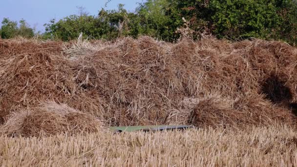 Фермери Складають Тюки Сіна Сухому Полі Закрити — стокове відео