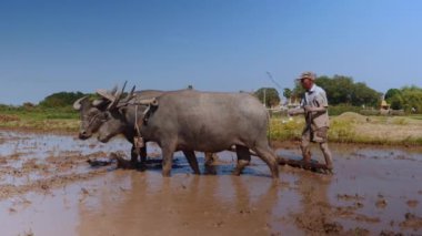 arkadan görünüşü paddy alan Texas'ın birkaç çiftçilik bir çiftçi