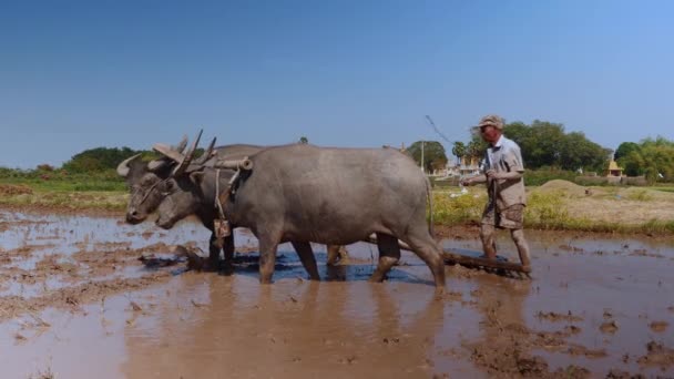Rückansicht Eines Bauern Der Reisfelder Mit Ein Paar Büffeln Pflügt — Stockvideo