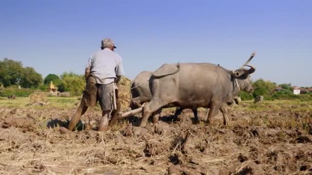 Vista Posteriore Agricoltore Aratura Risaia Con Paio Bufali — Video Stock