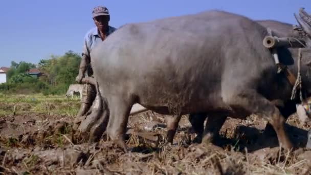 Perto Agricultor Arar Campo Paddy Com Par Búfalos — Vídeo de Stock