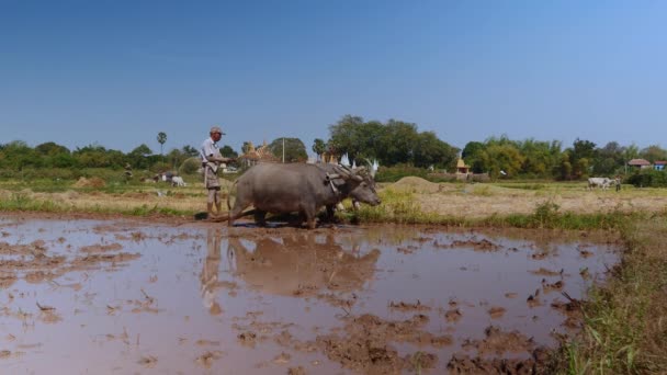 Primer Plano Agricultor Arando Arrozal Con Par Búfalos — Vídeo de stock