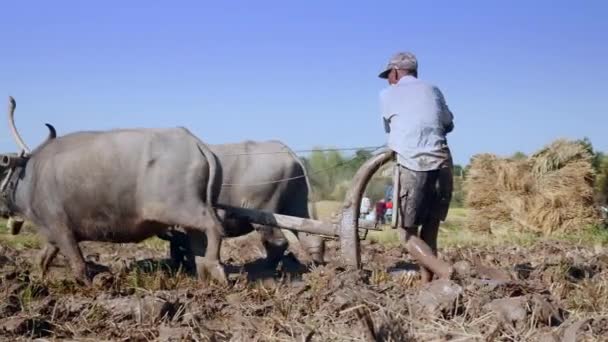 Perto Agricultor Arar Campo Paddy Com Par Búfalos — Vídeo de Stock