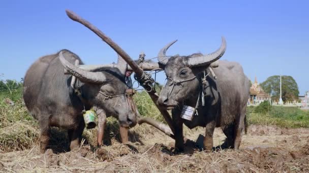 Close Farmer Ploughing Paddy Field Couple Buffaloes — Stock Video