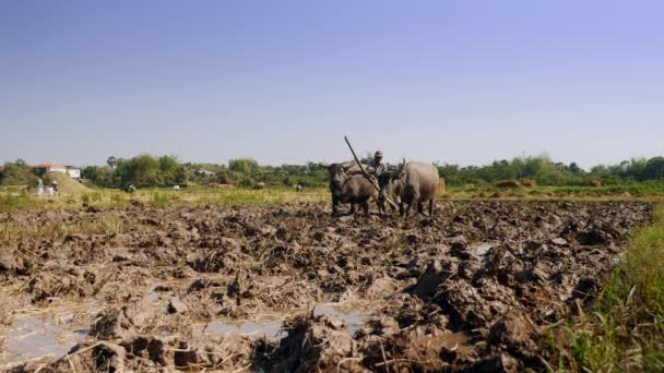 Panning Atirou Agricultor Arar Campo Paddy Com Par Búfalos — Vídeo de Stock