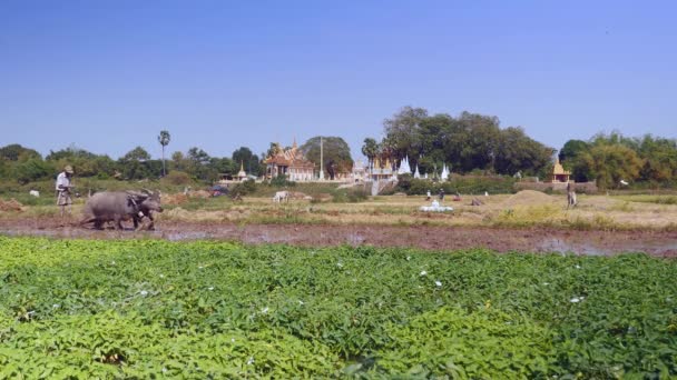 Agriculteur Labourant Rizière Avec Couple Buffles — Video