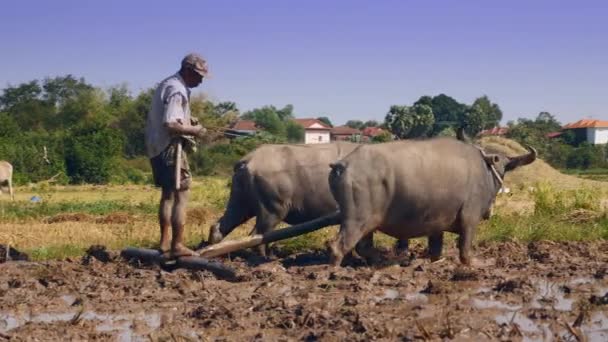 Nahaufnahme Eines Bauern Der Reisfelder Mit Ein Paar Büffeln Pflügt — Stockvideo