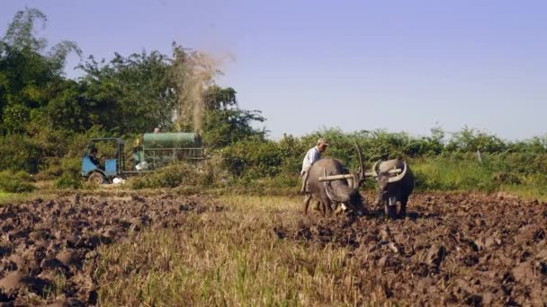 Vista Frontal Agricultor Arado Arrozal Com Par Búfalos Camponeses Debulhando — Vídeo de Stock