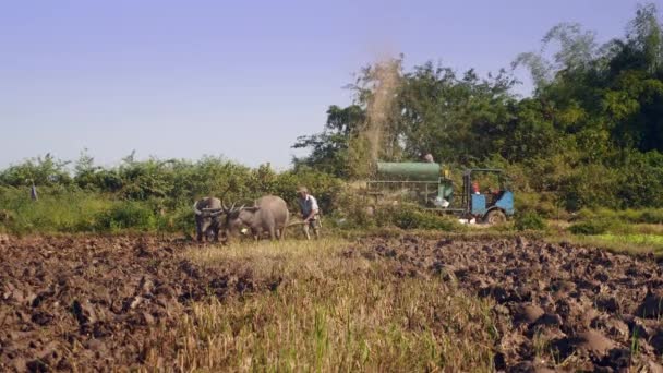 Vista Frontal Agricultor Arando Arrozal Con Par Búfalos Campesinos Trillando — Vídeos de Stock