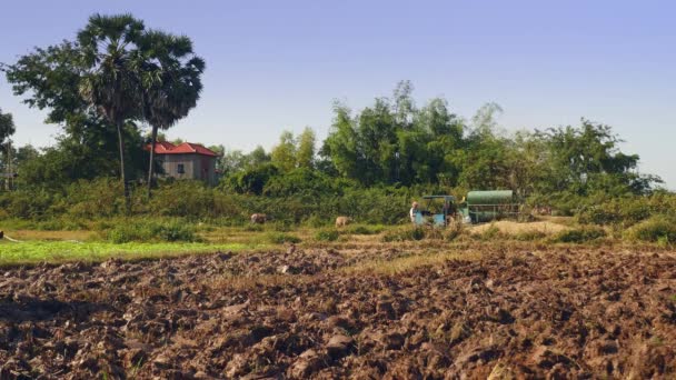 Vista Trasera Agricultor Arando Arrozal Con Par Búfalos Campesinos Trillando — Vídeos de Stock