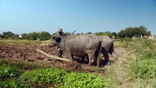 Agricoltore Che Fissa Una Trave Alle Corna Dei Bufali Campo — Video Stock