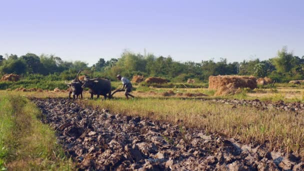 农民犁稻田与一对夫妇水牛 — 图库视频影像