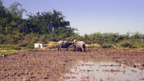 Agriculteur Sortant Une Poutre Aux Cornes Des Buffles Pour Labourer — Video