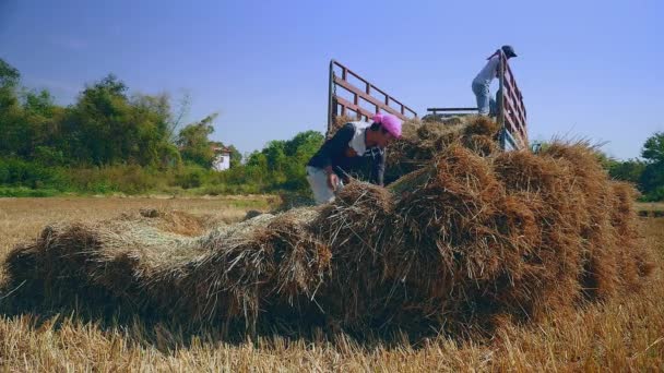 Jordbrukare Som Laddar Buntar Halm Från Rice Sätter Pickup Närbild — Stockvideo