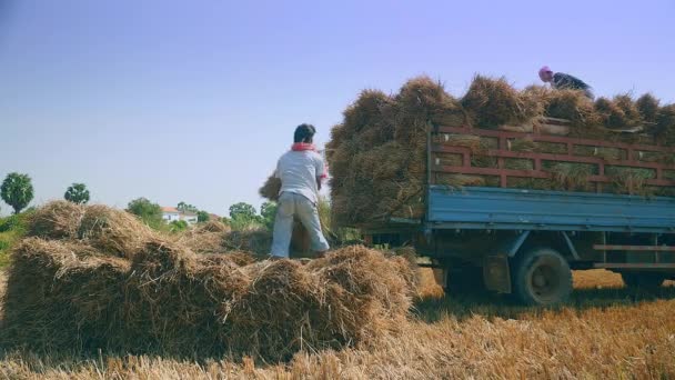Agricultores Carregando Feixes Palha Campo Arroz Caminhão Coleta Close — Vídeo de Stock
