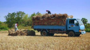 Çiftçiler saman demetleri bir kamyonet pirinç alan yükleme
