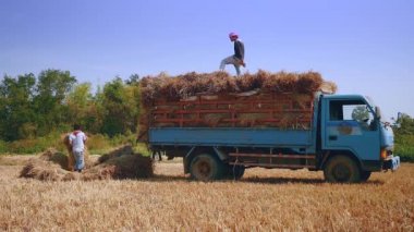 Çiftçiler saman demetleri bir kamyonet pirinç alan yükleme