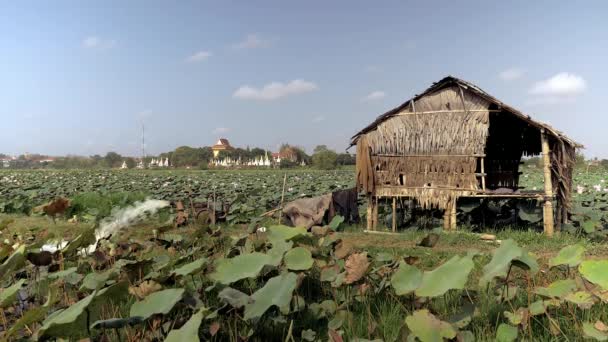 莲花田灌溉旁边的木草屋 背景中的宝塔 — 图库视频影像