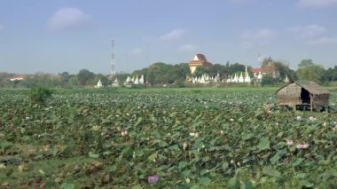 Lotus alanı (Nelumbo Nucifera); Pagoda içinde belgili tanımlık geçmiş