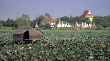 Küçük kulübe ortasında lotus alanı (Nelumbo Nucifera); Pagoda içinde belgili tanımlık geçmiş