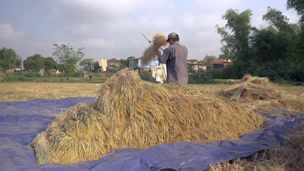 Debulha Arroz Visão Traseira Agricultor Batendo Palhas Arroz Mão Uma — Vídeo de Stock