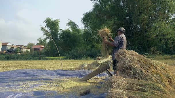 水稻脱粒 农民用手在开槽木制平台上打稻草的侧视图与穗粒分离 — 图库视频影像