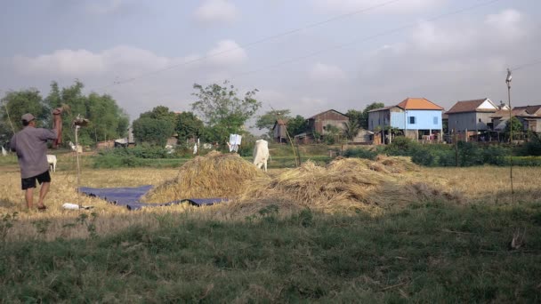 Agricoltore Viene Campo Trebbiare Riso — Video Stock