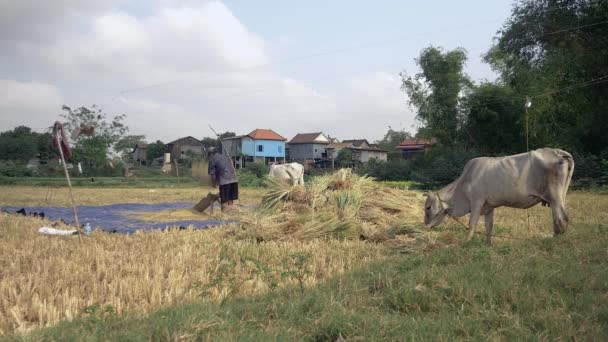 大米脱粒 农民用手在一个有槽的木制平台上打稻草 把谷物与圆锥花序分开 白牛吃米干草在前景 — 图库视频影像