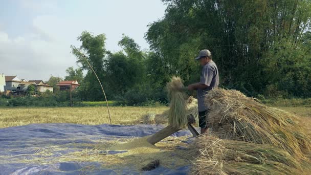 米の脱穀 側の穂から穀物を分離する溝付き木製のプラットフォームに手で稲わらを破って農民観 — ストック動画