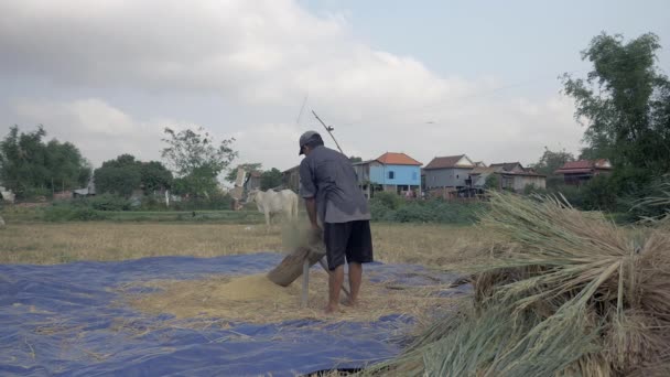 Reisdreschen Rückansicht Eines Bauern Der Reisstrohhalme Von Hand Auf Einer — Stockvideo