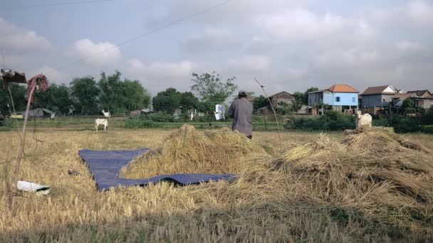 米の脱穀 穂から穀物を分離する溝付き木製のプラットフォームに手で稲わらを破って農家 — ストック動画