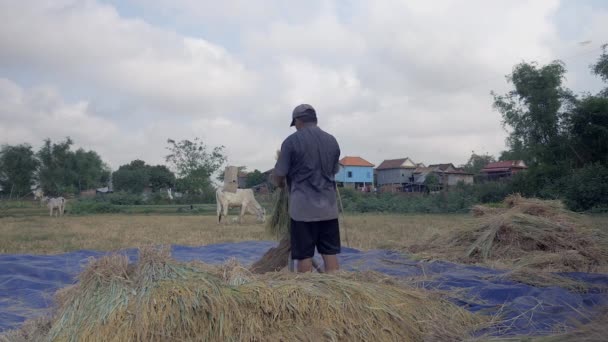 米の脱穀 穂から穀物を分離する溝付き木製のプラットフォームに手で稲わらを破って農家の背面 — ストック動画