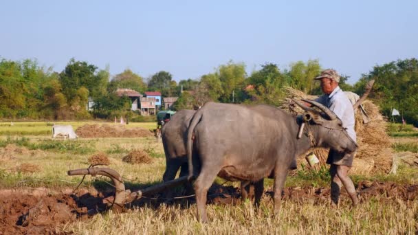 Agricoltore Che Fissa Una Trave Alle Corna Dei Bufali Campo — Video Stock