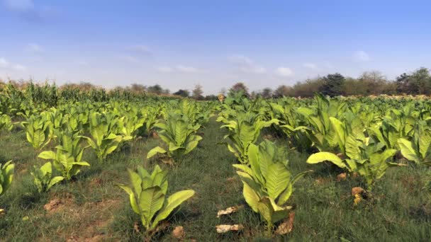 Agricultor Carregando Cesta Com Folhas Tabaco Colhidas Seu Ombro Através — Vídeo de Stock