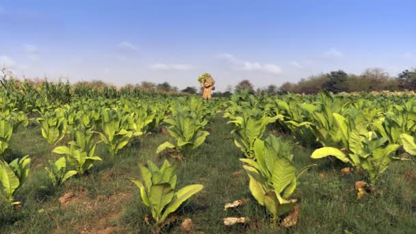 Ground View Farmer Carrying Basket Harvested Tobacco Leaves His Shoulder — Stock Video