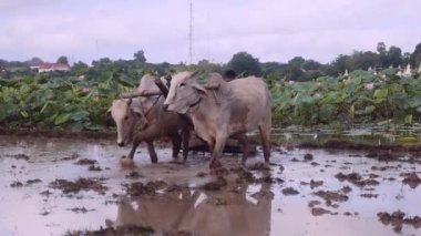 paddy tarlayı zebus birkaç çiftçi üzerinde kapatın. Lotus alanı içinde belgili tanımlık geçmiş