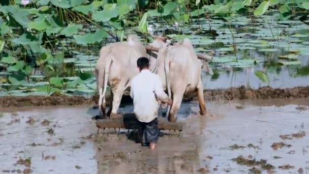 Zebus のカップルと水田を耕作する農家のクローズ アップ バック グラウンドでの蓮畑 — ストック動画