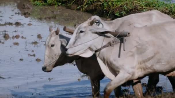 Close Farmer Plowing Paddy Field Couple Zebus Lotus Field Background — Stock Video