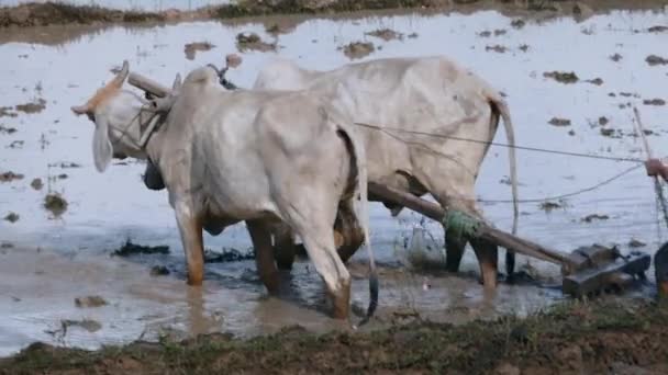 Közelről Farmer Szántás Rizsföld Egy Pár Zebukkal Lotus Mező Háttérben — Stock videók
