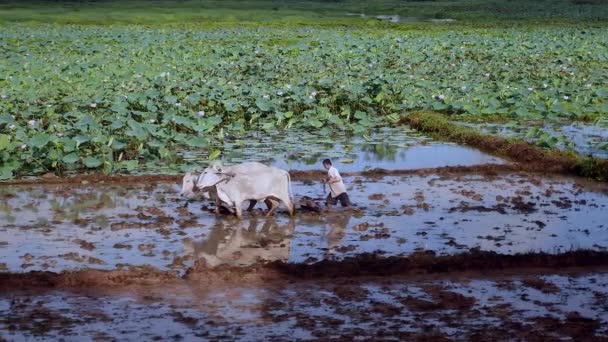 Γεωργού Για Όργωμα Ριζοχώραφο Ένα Ζευγάρι Των Zebus Lotus Πεδίο — Αρχείο Βίντεο